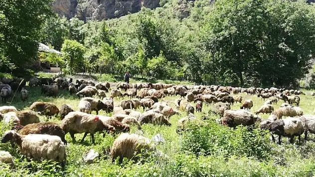 Hakkari'de tır devrildi, onlarca koyun telef oldu
