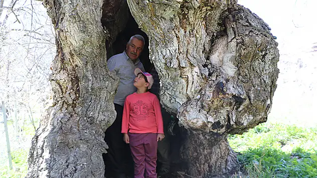 Hakkari'de asırlık ceviz ağacının kovuğuna 12 kişi sığdı