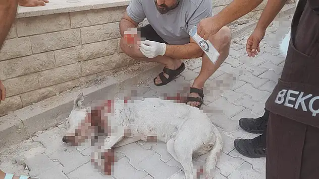 Hamile köpeği tüfekle vuran cani tutuklandı