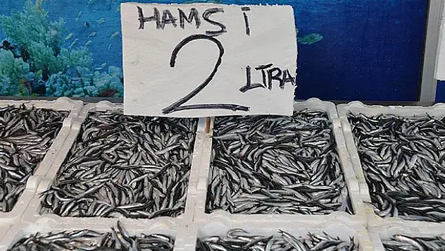 Hamsi fiyatı 2 liraya düştü