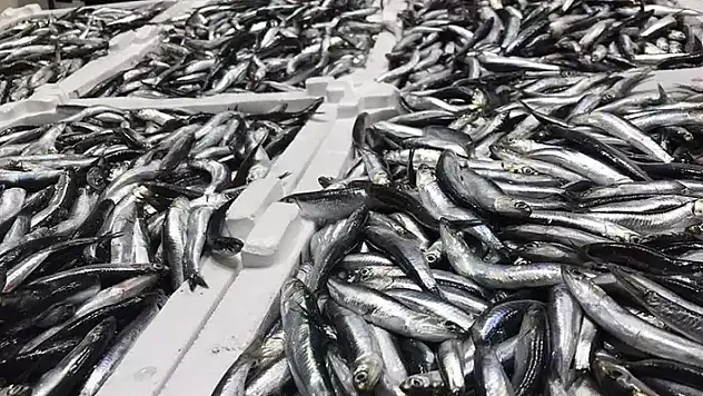 Hamside 'aşırı avcılık' ile yok olma tehlikesi! 