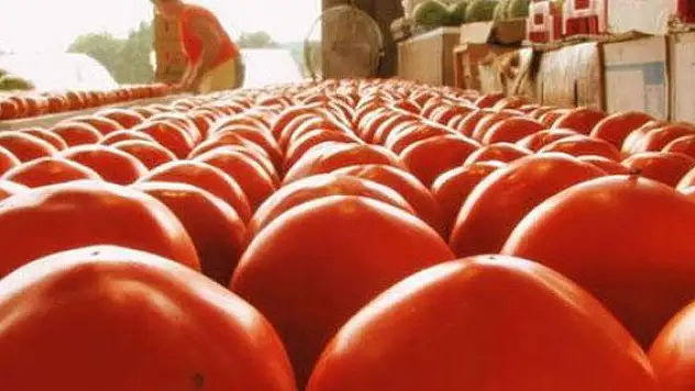 Harran'da hedef '1 milyon ton' domates ihracatı
