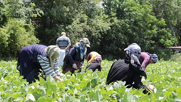 Hasadı başlayan taze fasulye tarlada 50 TL'ye satılıyor
