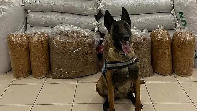 Hassas burun 'Alkış' otobüste 520 kilogram kaçak tütün buldu