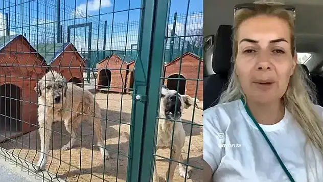 Hasta köpeklerin Ankara'ya taşınması soruşturmasında 1 tutuklama
