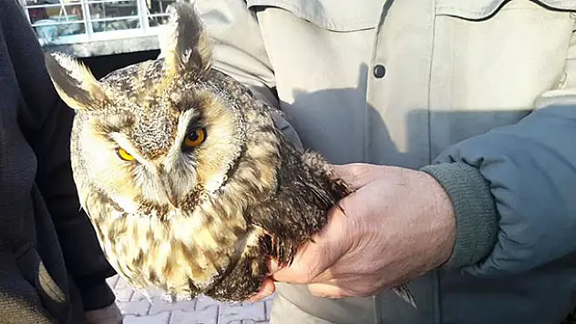 Hasta kulaklı orman baykuşu tedaviye alındı