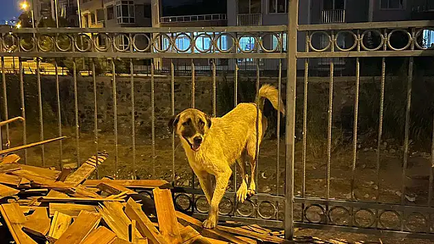Hatay'da, demir korkuluklara sıkışan köpeği itfaiye ekibi kurtardı
