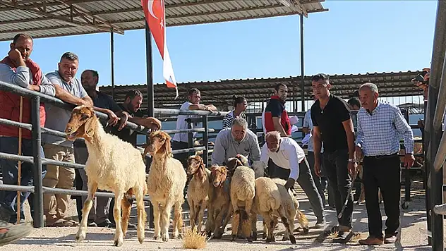 Hatay'da depremzede besicilere 1420 küçükbaş hayvan desteği
