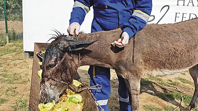 Hatay'da ölüme terk edilen sahipsiz eşek Emekli Hayvanlar Çiftliği'nde
