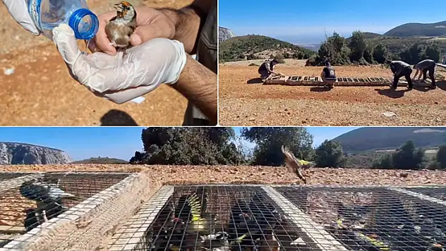 Hatay'da yurt dışına kaçırılmak istenirken ele geçirilen 1431 saka kuşu doğaya salındı