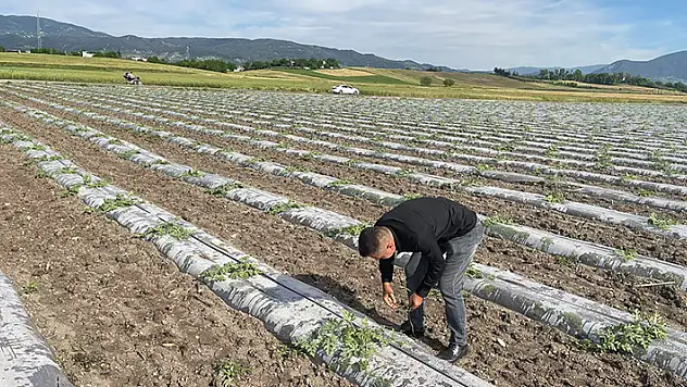 Hava sıcaklığını dengelemek isteyen çiftçi, malç naylonu kullanarak 200 dönüm araziye karpuz ekti

