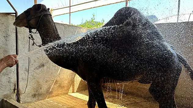 Hava sıcaklıkları develeri bile bunalttı, sahipleri serpme su ile serinletmeye başladı
