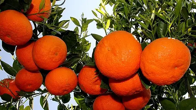 Hava soğumuyor! Kış meyvelerinin hasadı gecikecek!
