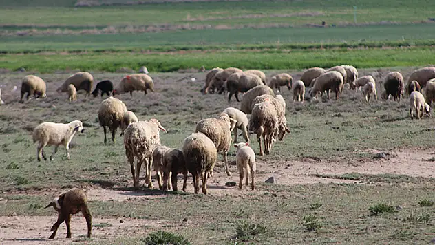 Havalar ısındı, Konya'da koyunlar meralara çıktı