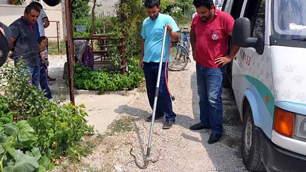 Havalar ısındı, yılanlar şehre indi