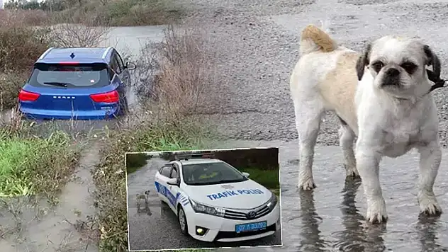 Havlayan köpeği dikkatini dağıtınca şarampole uçarak suya daldı
