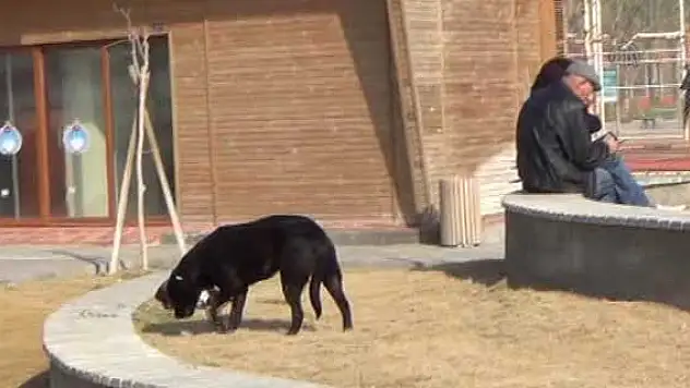 Havlayan köpekten kaçarken hayatını kaybetti