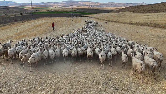 Hayvan sahipleri isyan etti: 'Türk çoban kalmadı'
