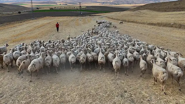 Hayvan sahipleri isyan etti: 'Türk çoban kalmadı'
