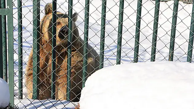 Hayvanlar soğuktan korunuyor