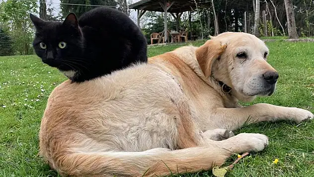 Hayvanları Koruma Kanunu TBMM'den geçti
