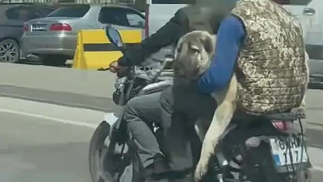 Hem kendi canlarını hem köpeği tehlikeye attılar

