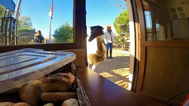 Her gün poğaçalar eksiliyordu, hırsız bakın kim çıktı