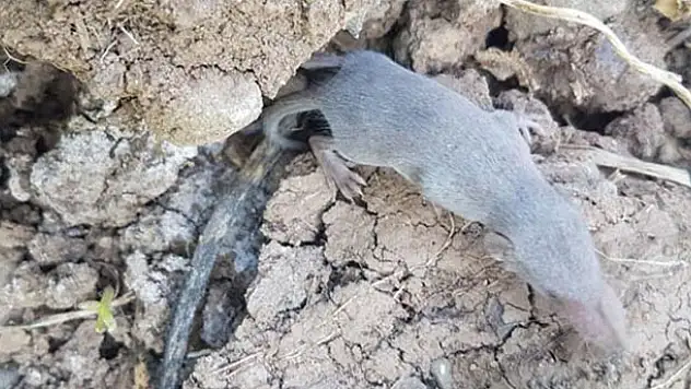Herkesi şaşkına çeviren canlı! Kimse ne olduğunu anlayamadı