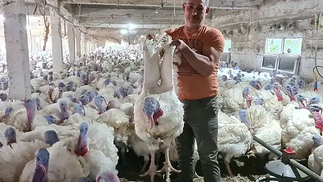 Hobi olarak başladığı hindi yetiştiriciliğinde taleplere yetişemiyor
