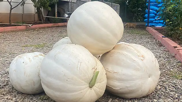 Hobi olarak evinin bahçesine kabak ekti, 500 kilo hasat yaptı
