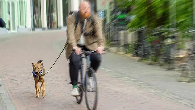 Hollanda'da bir belediye köpek dışkısıyla mücadele için DNA veri tabanı kuruyor
