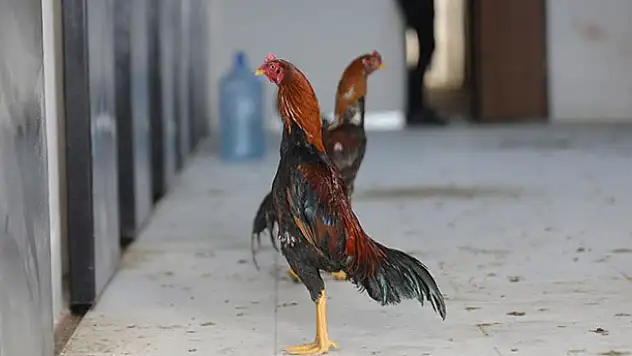 Horoz dövüştürenlere 347 bin lira ceza