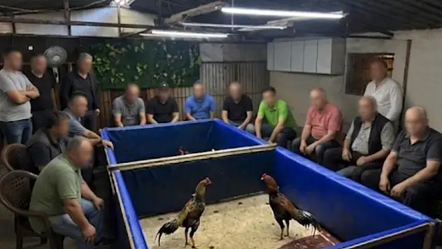 Horoz dövüşü operasyonu: Çiftlik mühürlendi, para cezası kesildi