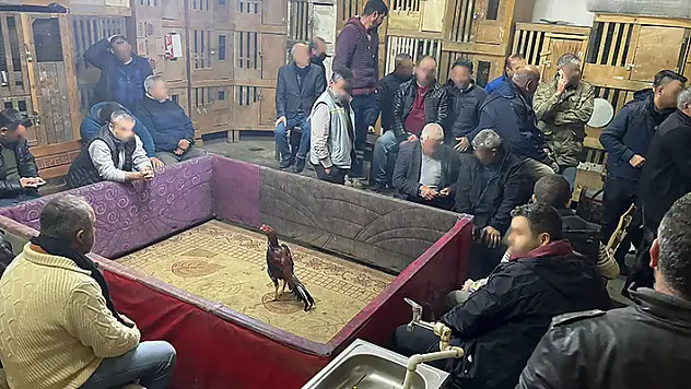 Horoz dövüşüne suçüstü: 80 hayvan kurtarıldı, 205 bin 600 TL ceza

