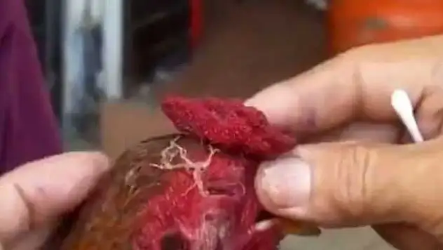 Horozun gözlerinden çıkanlara inanamayacaksınız!