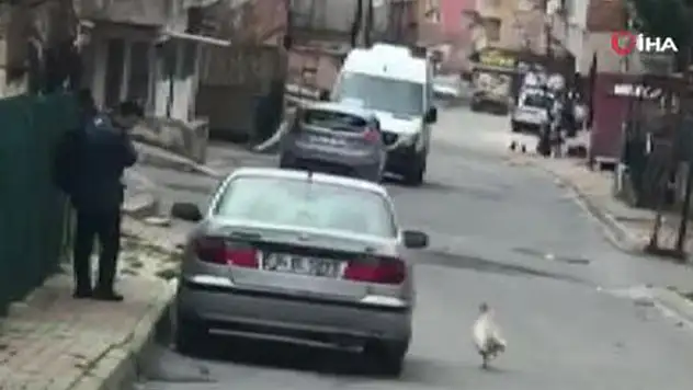 Horozun kendisine taş atan postacıdan intikam aldığı anlar kamerada