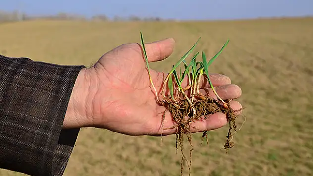 Hububata 'kar' etkisi