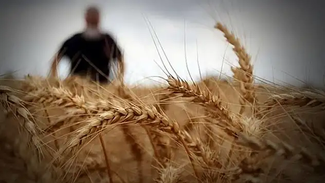 Hububatta kuraklıktan kaynaklı rekolte kaybının  ekim alanındaki artışla kapatılması öngörülüyor
