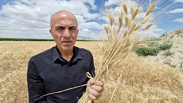 Hububattaki rekolte düşüklüğü çiftçinin yüzünü güldürmüyor
