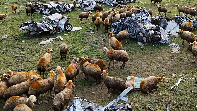 Hurda araçların büyük çoğunluğunun teslim edildiği araç mezarlığı koyunlara otlak oldu