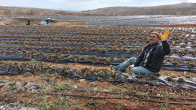 Hüyük çileğinde tarla bakımları başladı
