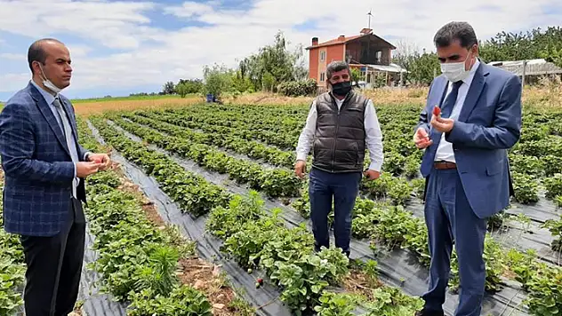 Hüyük, Konya'da üretilen çileğin yüzde 42'sini karşılıyor