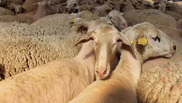 Hüyük'te 75 kişi vekaletle kurban bağışında bulundu
