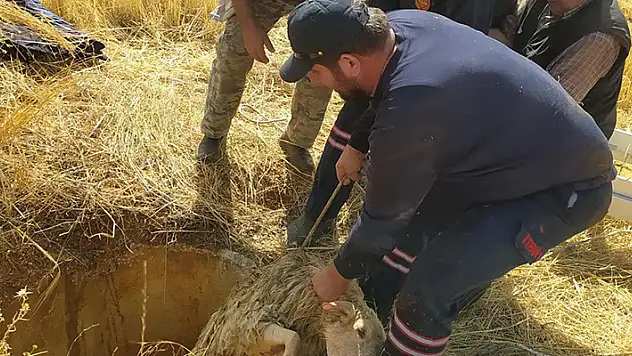 Hüyük'te kuyuya düşen koyun itfaiye ekiplerince kurtarıldı
