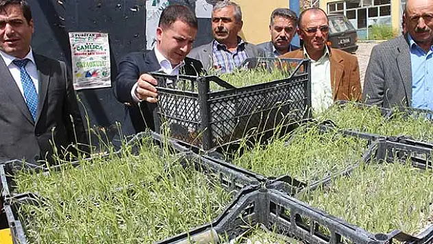 Hüyük'te lavanta bitkisi üretimi başlıyor