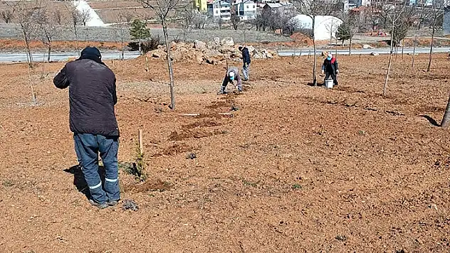 Hüyük'te lavantalar toprakla buluşuyor
