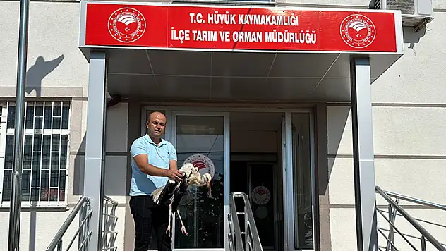 Hüyük'te yaralı halde bulunan leylek tedaviye alındı
