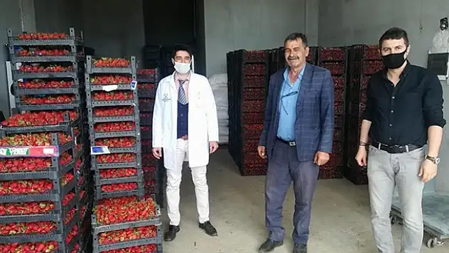 Hüyük'ün organik çileği kışın da üretiliyor
