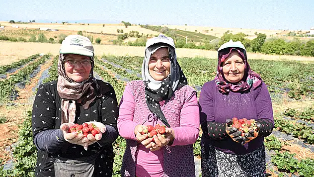 Hüyük'te 'coğrafi işaretli' çileğin hasadı başladı