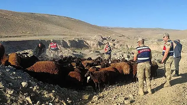 Iğdır'da çalınan 118 koyunu JASAT ekibi buldu
